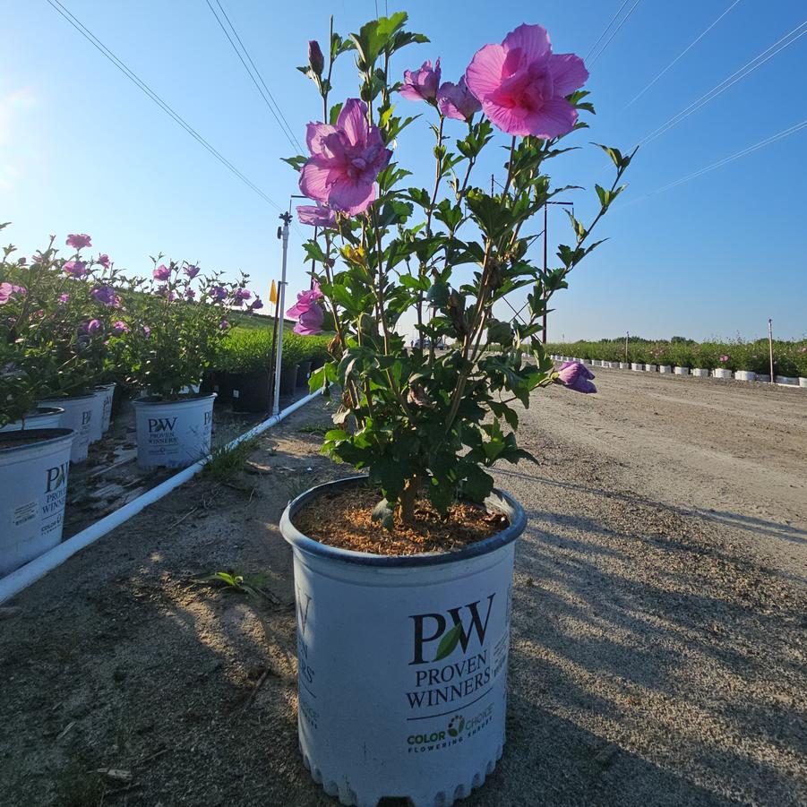 Hibiscus syriacus Dark Lavender Chiffon®