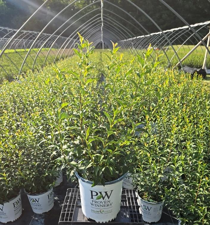 Syringa x Baby Kim®