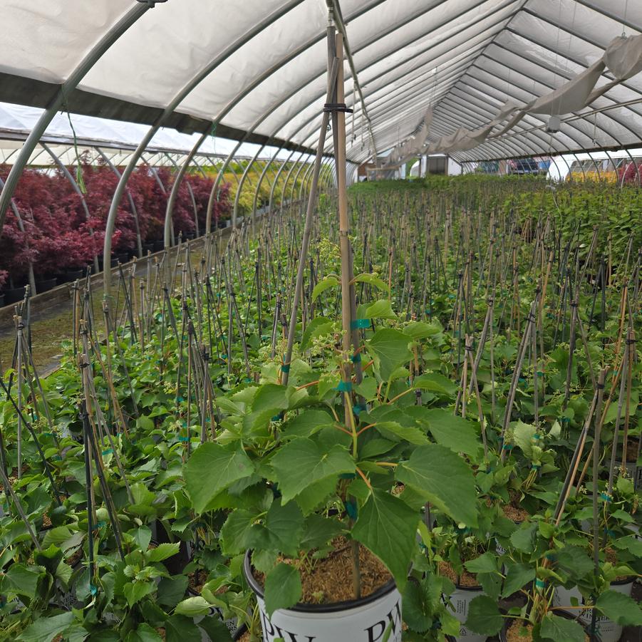 Schizophragma hydrangeoides Flirty Girl®