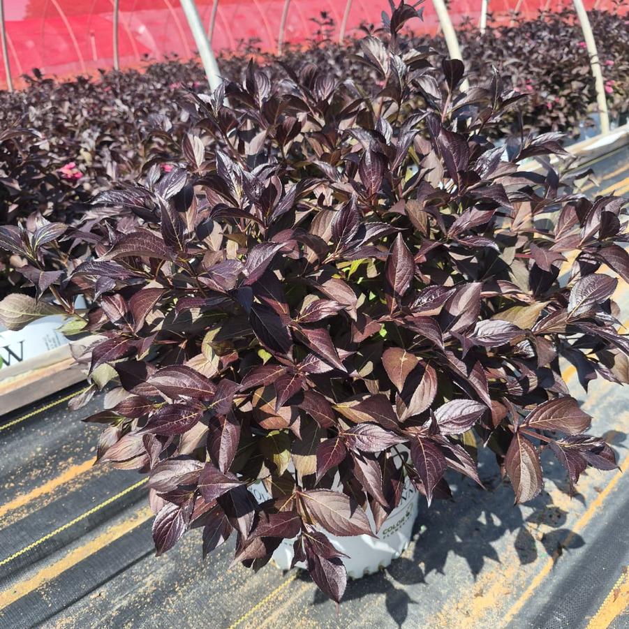 Weigela florida Midnight Wine Shine®