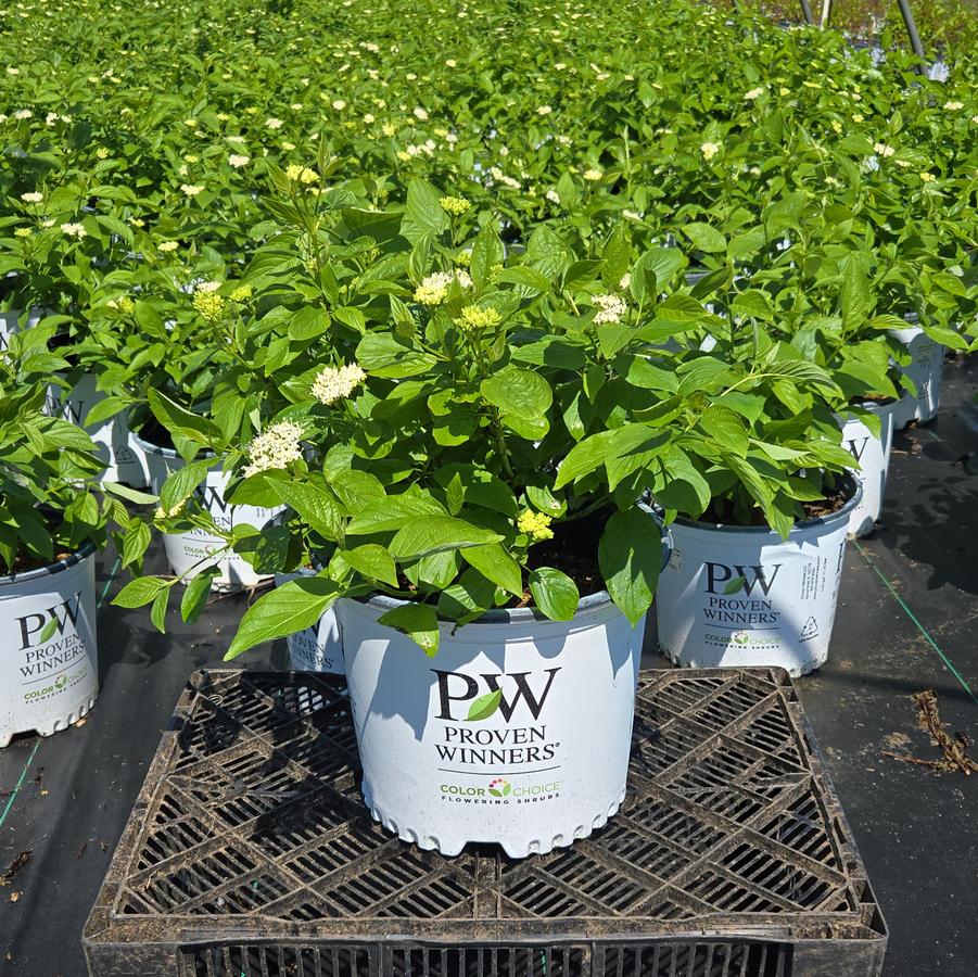 Cornus stolonifera Arctic Fire® Yellow