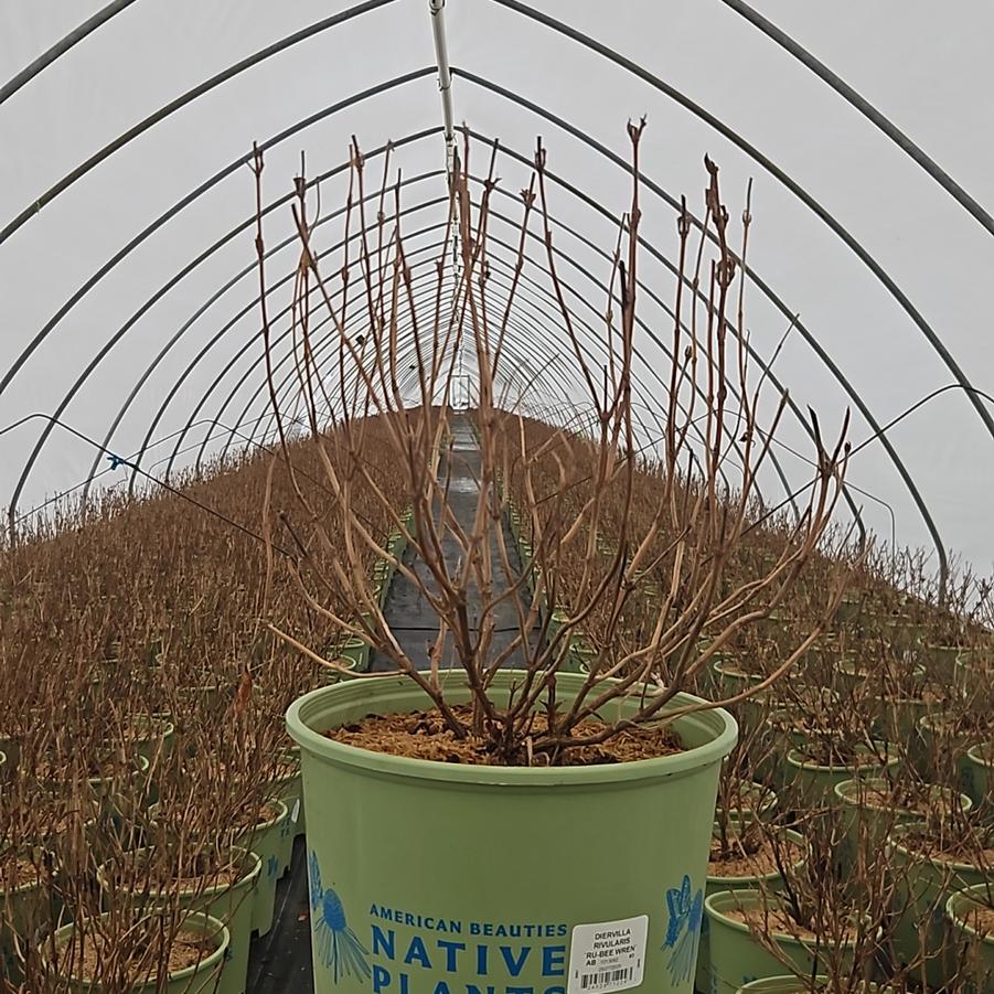 Diervilla rivularis Ru-Bee Wren™