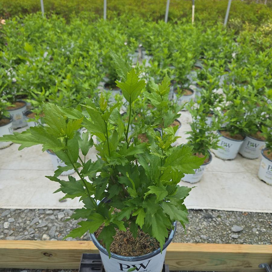 Hibiscus x Paraplu Violet®
