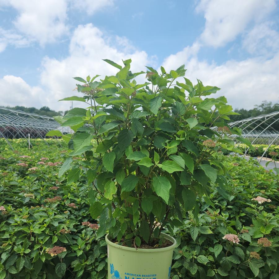 Hydrangea arborescens Pinky Pollen Ring™