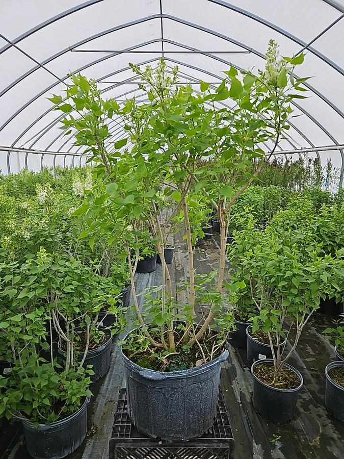 Syringa vulgaris New Age™ White