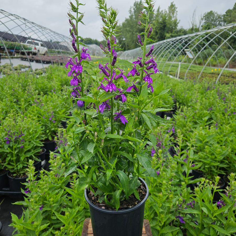 Lobelia speciosa Starship™ Blue