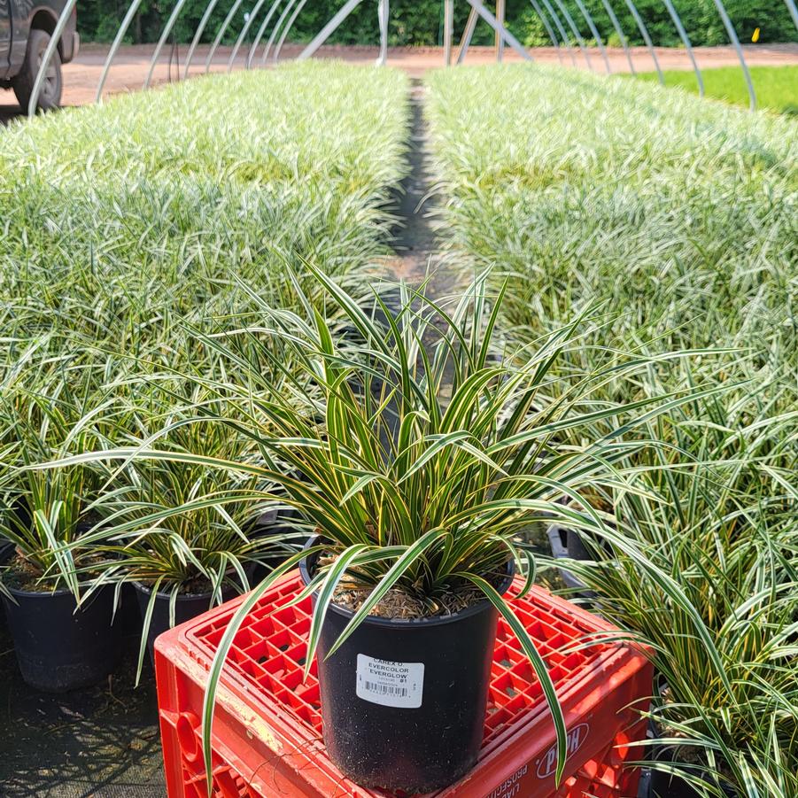 Carex morrowii EverColor® 'Everglow'