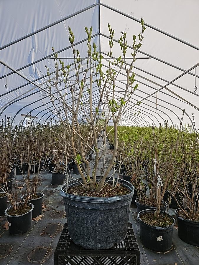 Syringa vulgaris New Age™ Lavender