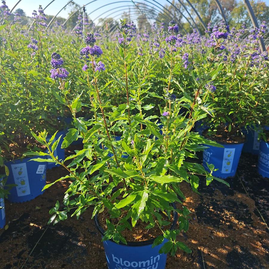 Caryopteris x cland. Beekeeper™