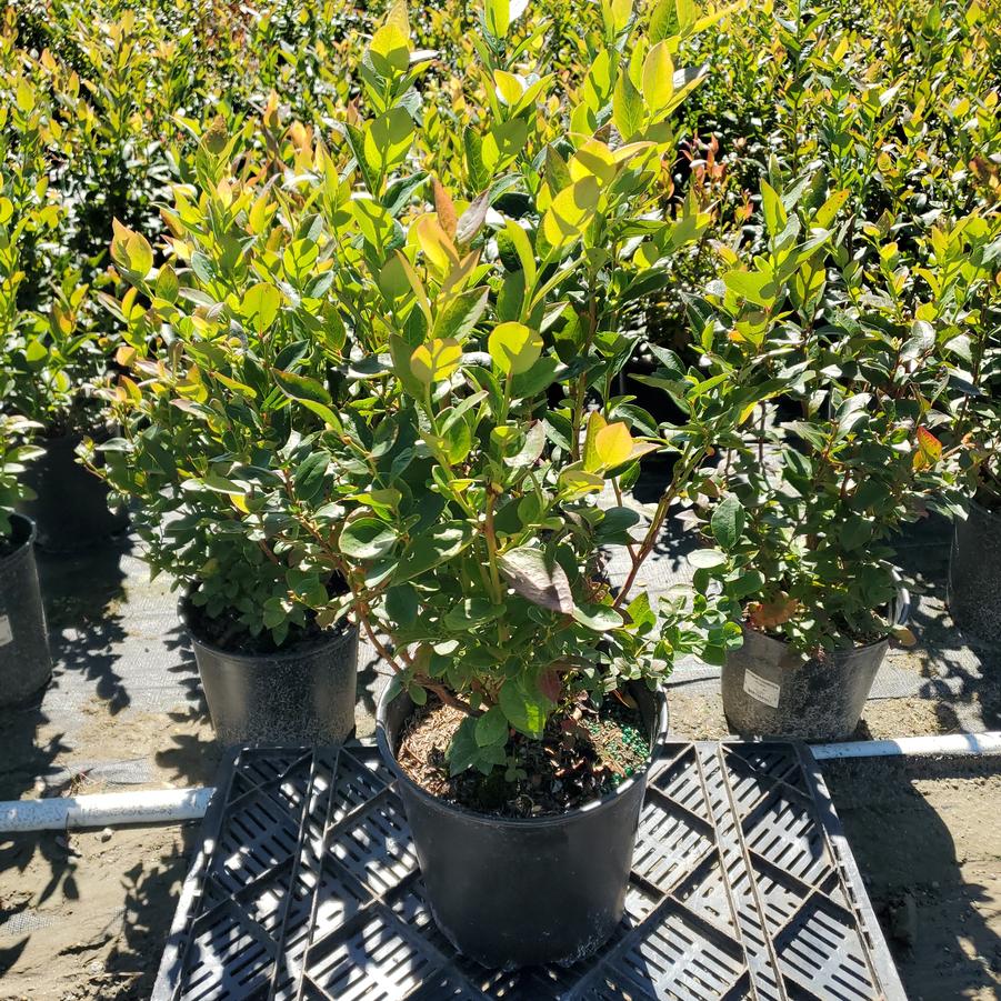 Vaccinium corymbosum 'Polaris'