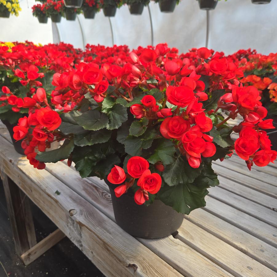 Begonia Rieger