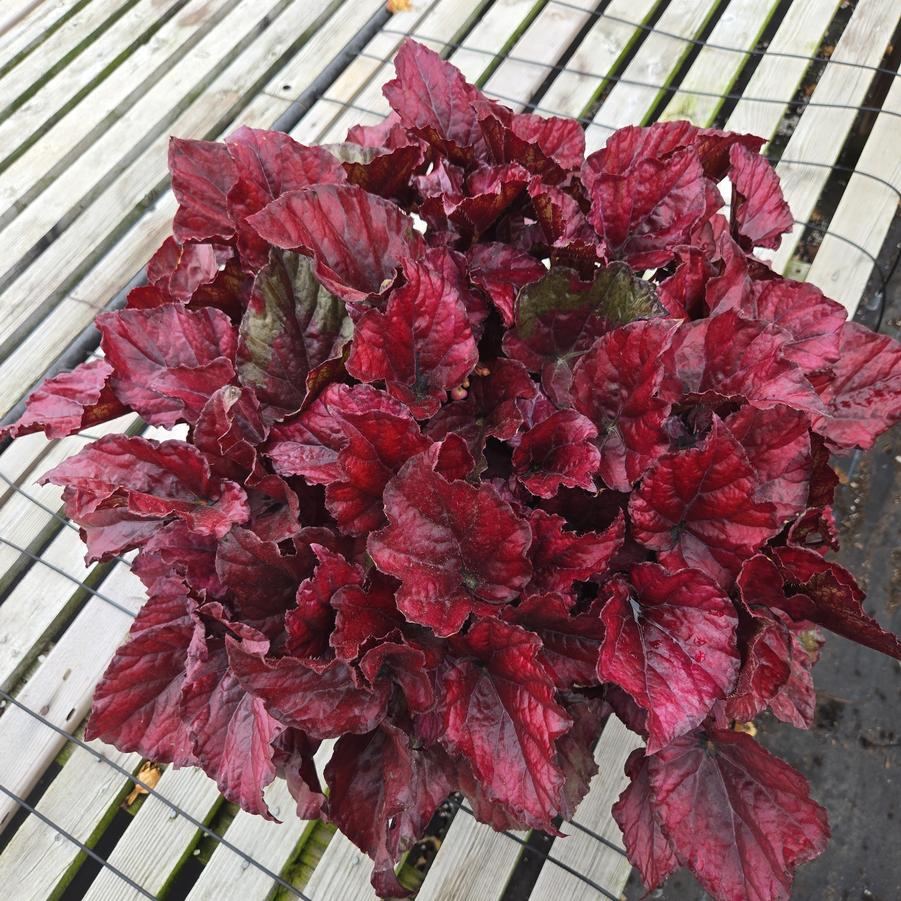 Begonia Rex