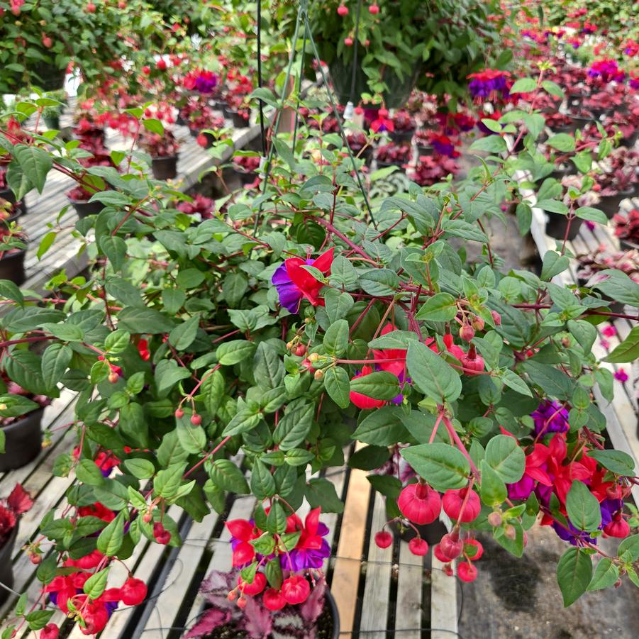 Fuchsia 