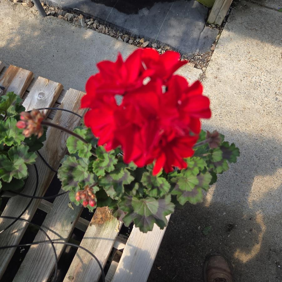 Geranium Zonal