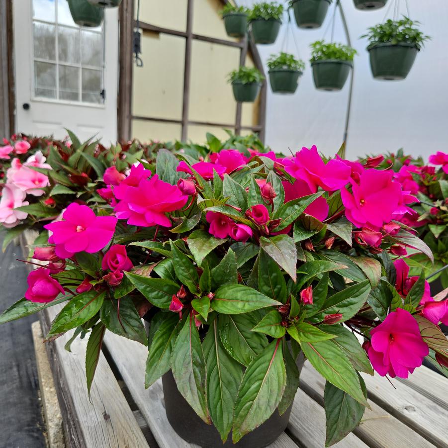 New Guinea Impatiens Assorted Mix