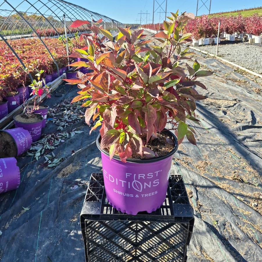 Cornus sericea Firedance™