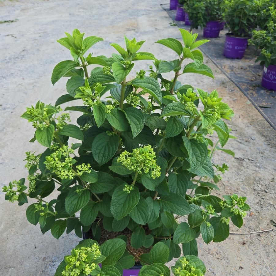 Hydrangea paniculata Little Hottie® Panicle Hydrangea
