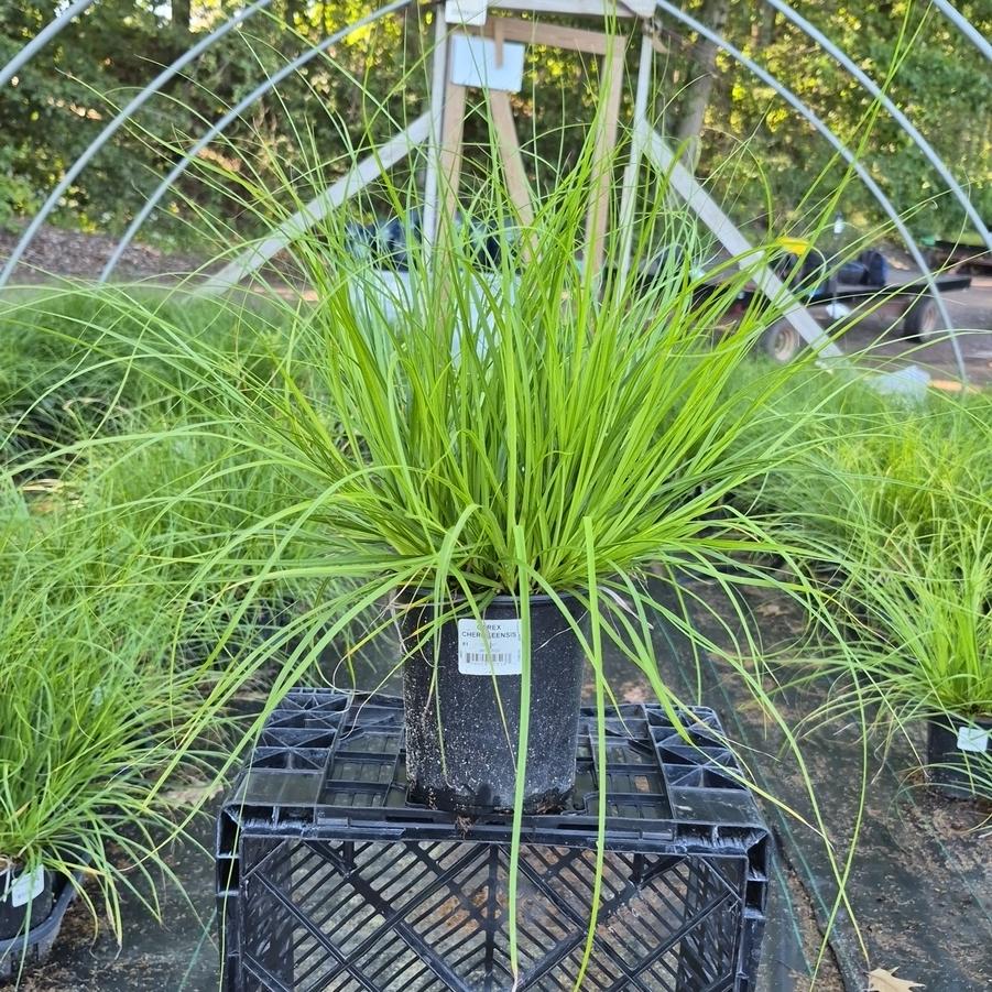 Carex cherokeensis