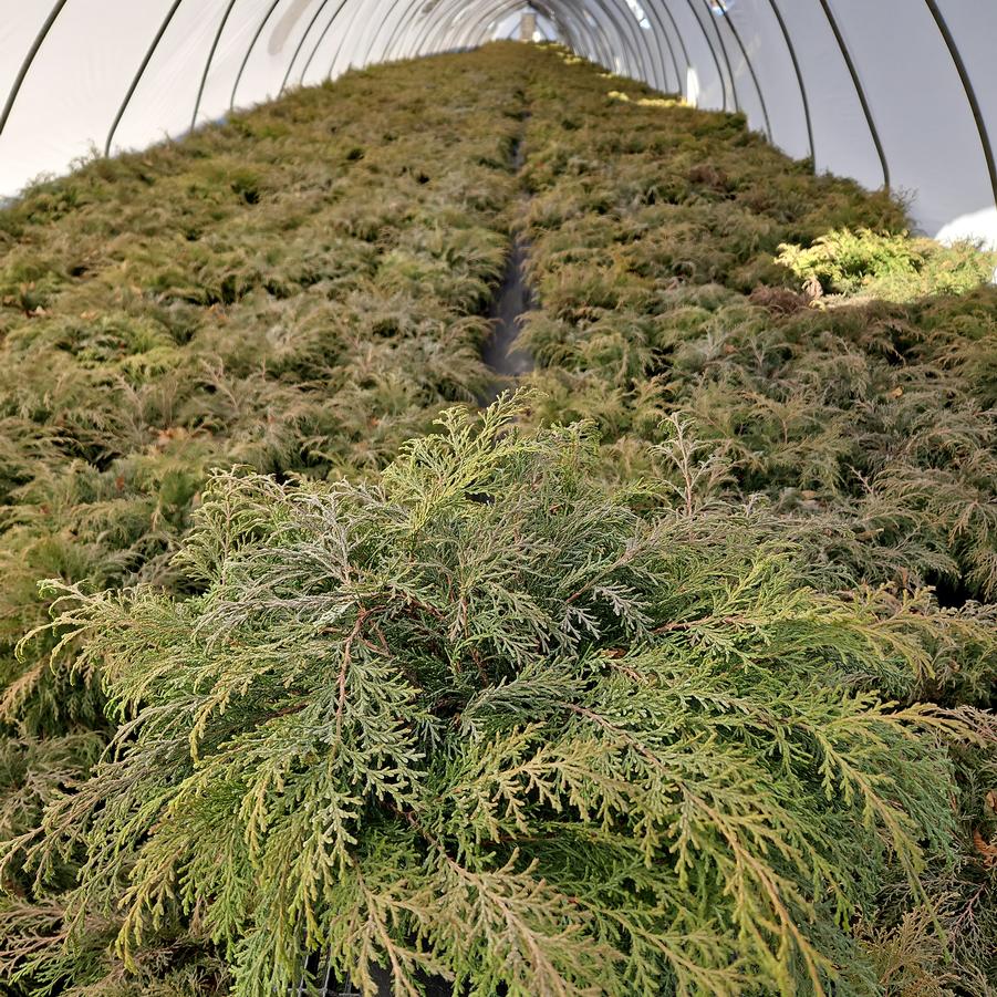 Microbiota decussata 