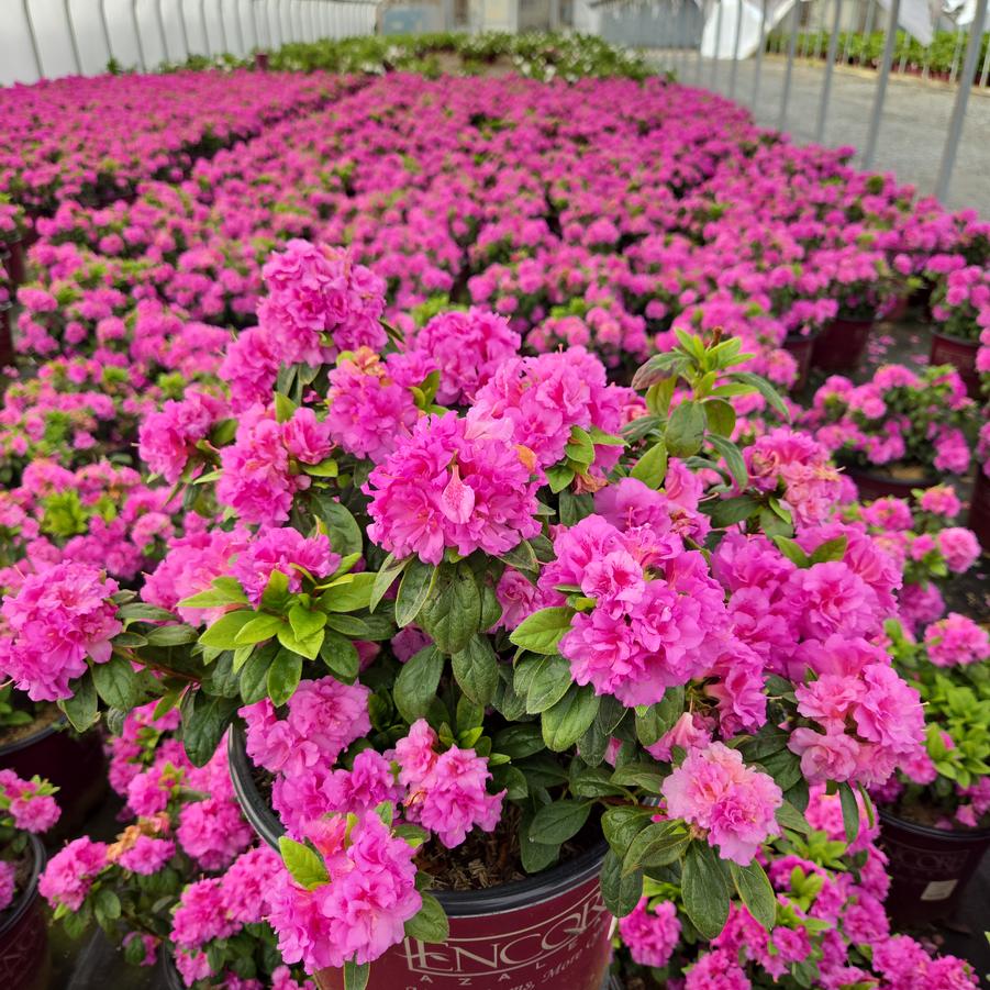 Azalea x Encore® Autumn Majesty®
