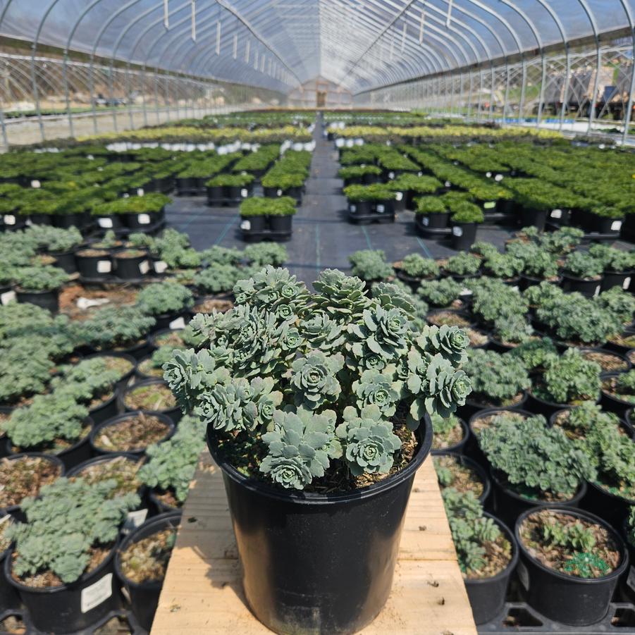 Sedum cauticola 'Steel the Show'