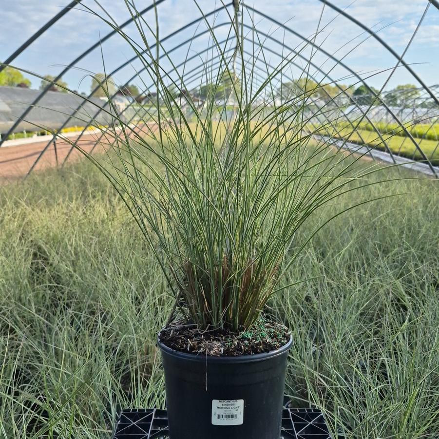 Miscanthus sinensis 'Morning Light'