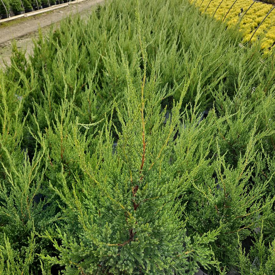 Juniperus chinensis Gin Fizz®