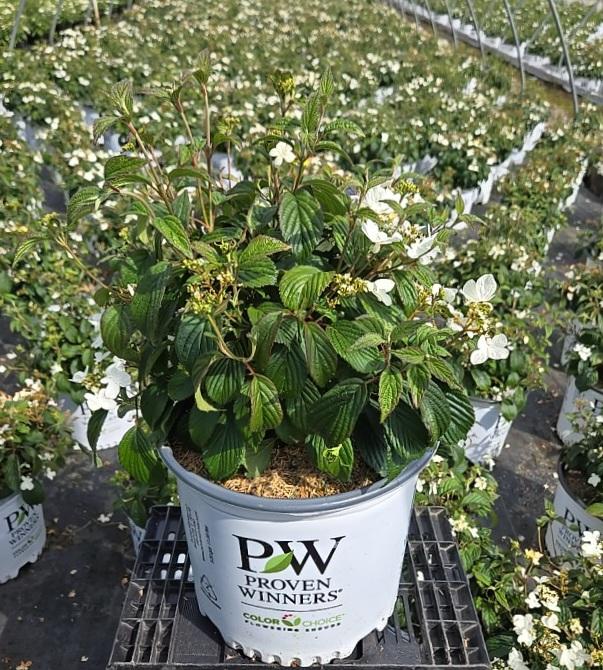 Viburnum plicatum var. tomentosum Steady Eddy®