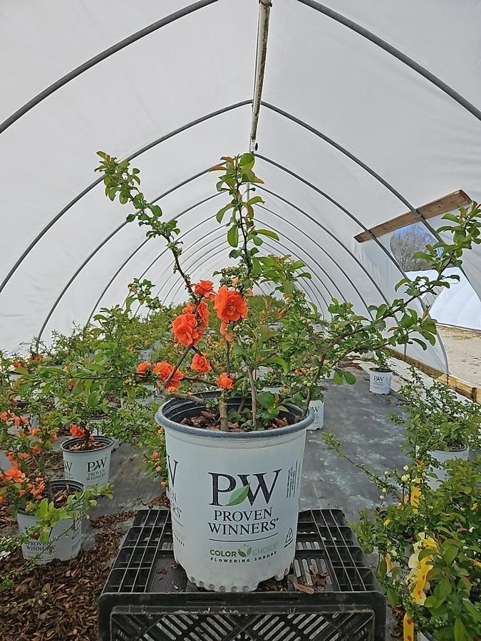 Chaenomeles speciosa Double Take® Peach