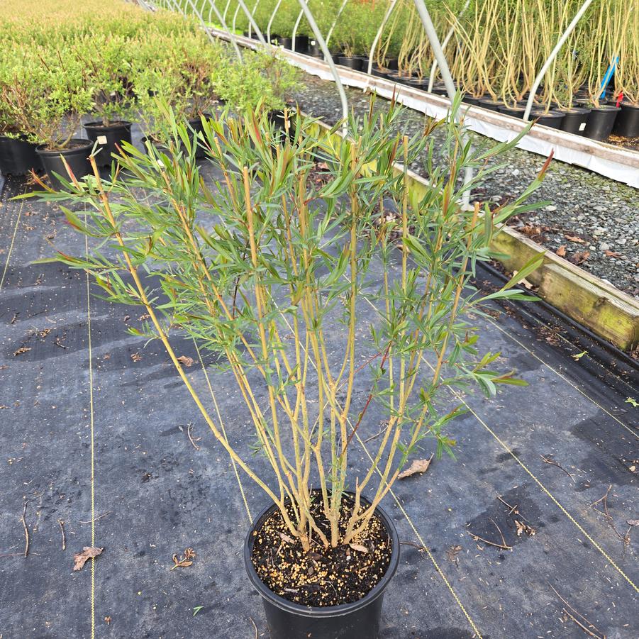 Salix koriyanagi 'Rubykins'