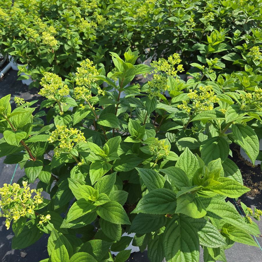 Hydrangea paniculata Love-A-Lot™ Pink