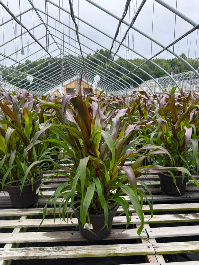 Pennisetum glaucum Purple Baron