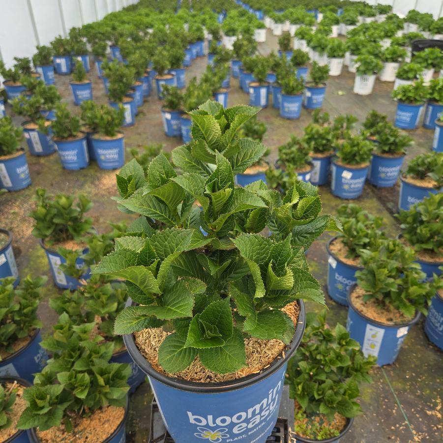 Hydrangea macrophylla Cherry-Go-Round™