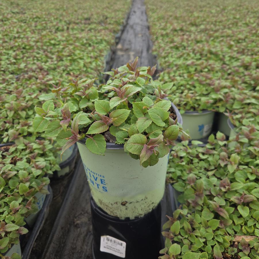 Monarda didyma 'Jacob Cline'