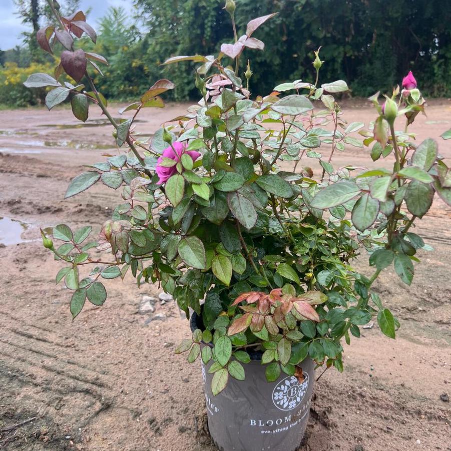 Rosa Plum Perfect Sunbelt®