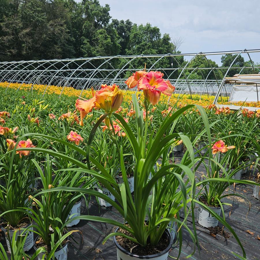 Hemerocallis Rainbow Rhythm® 'Lake of Fire'