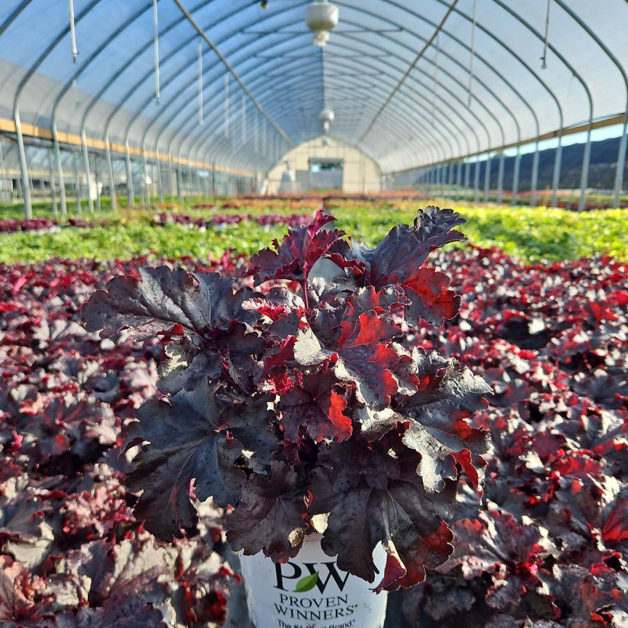 Heuchera hybrid Dressed Up™ 'Evening Gown'