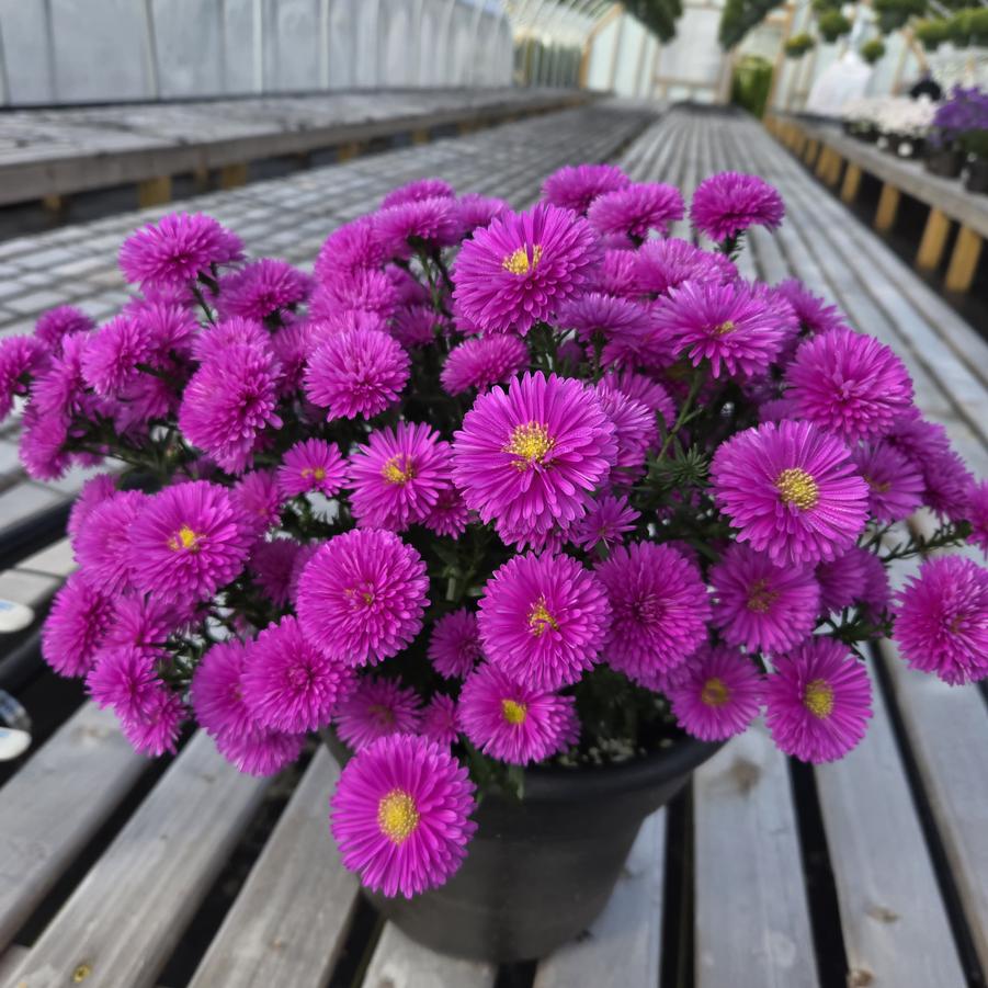 Aster novi-belgii 'Victoria Fanny'