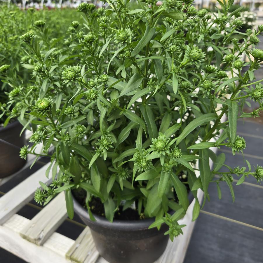 Aster novi-belgii Showmakers® 'Blue Bayou'