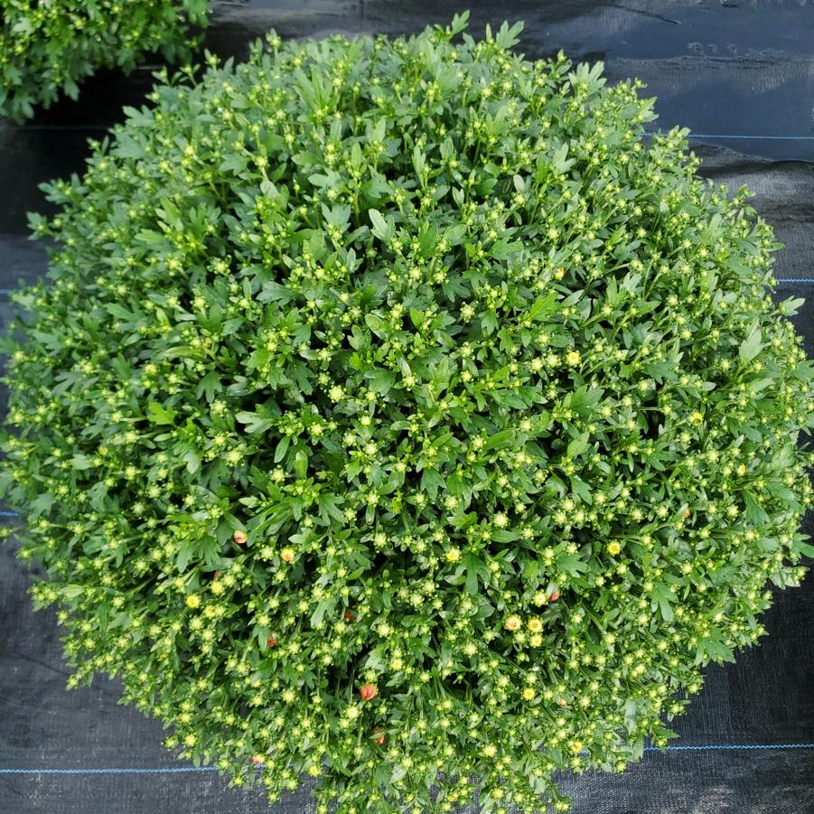 Chrysanthemum Orange