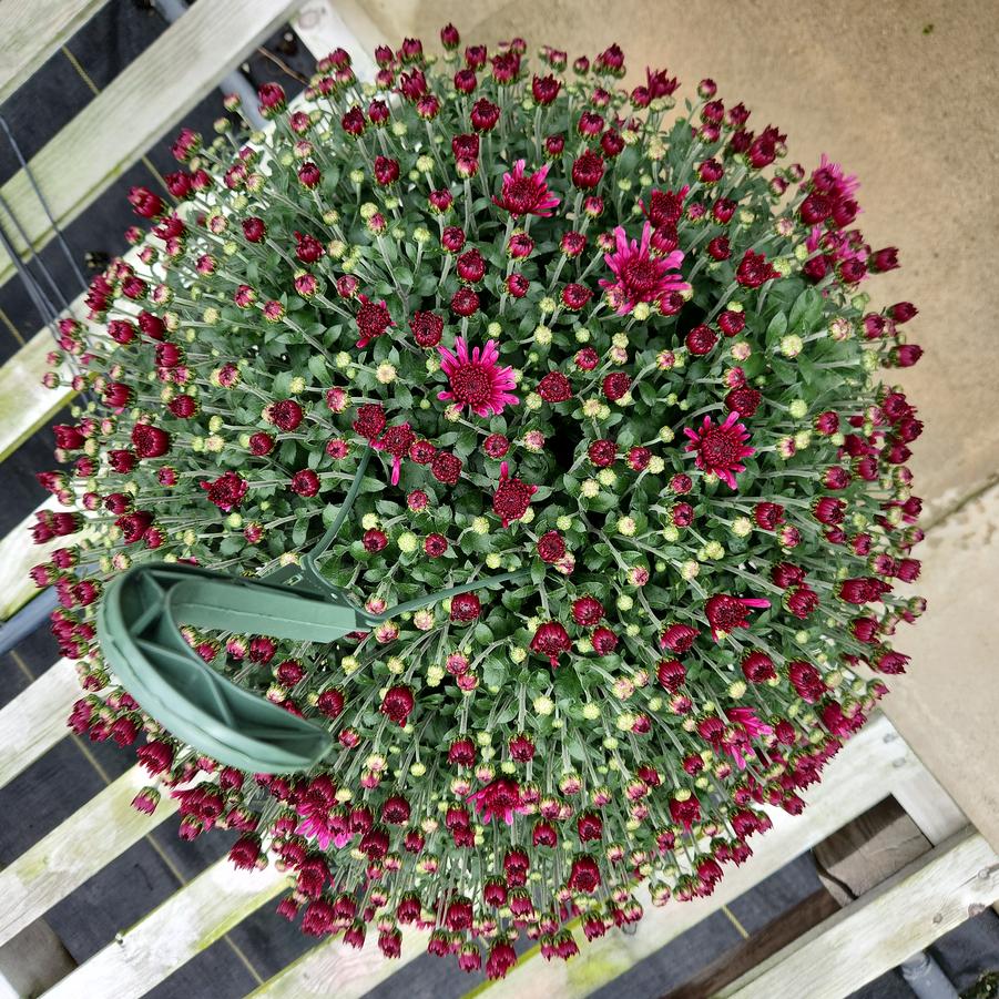 Chrysanthemum Pink