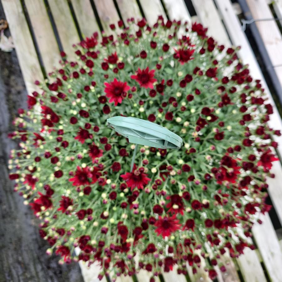 Chrysanthemum Red