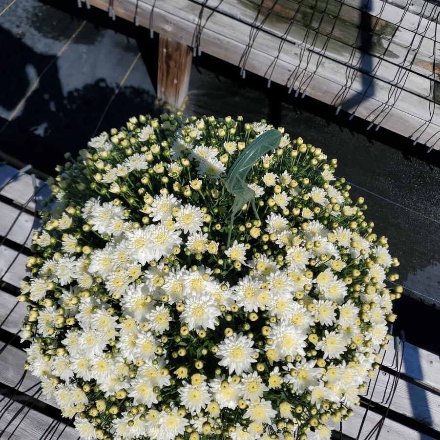 Chrysanthemum White