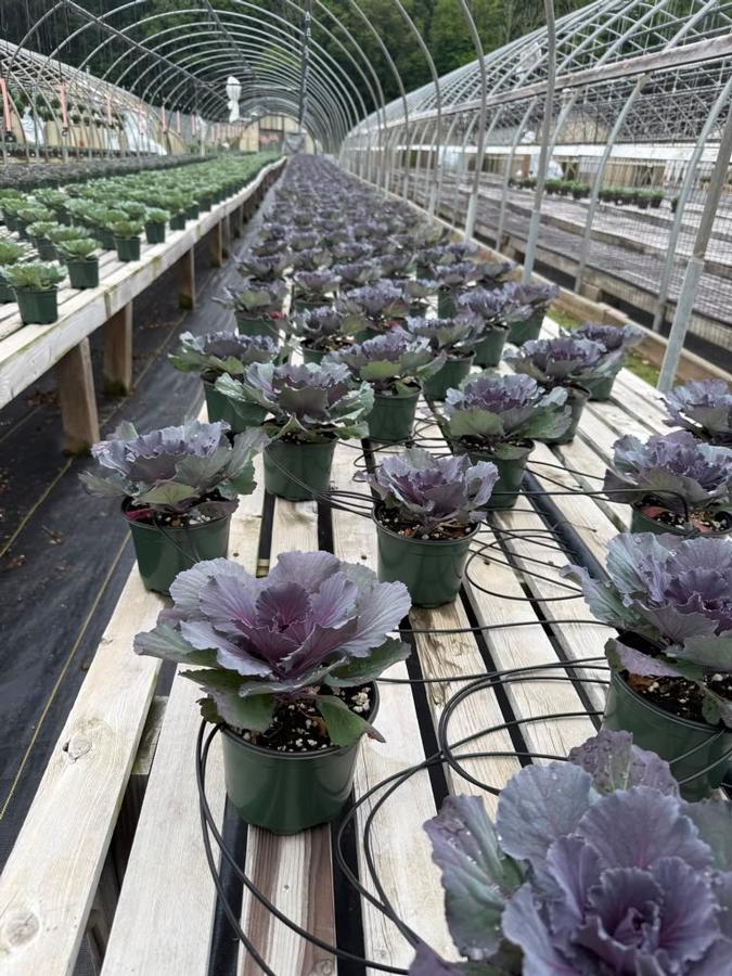 Kale Ornamental Purple