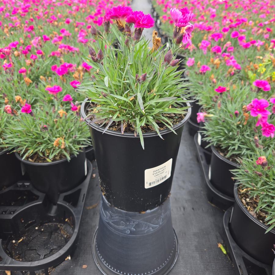 Dianthus x Everlast™ - Orchid