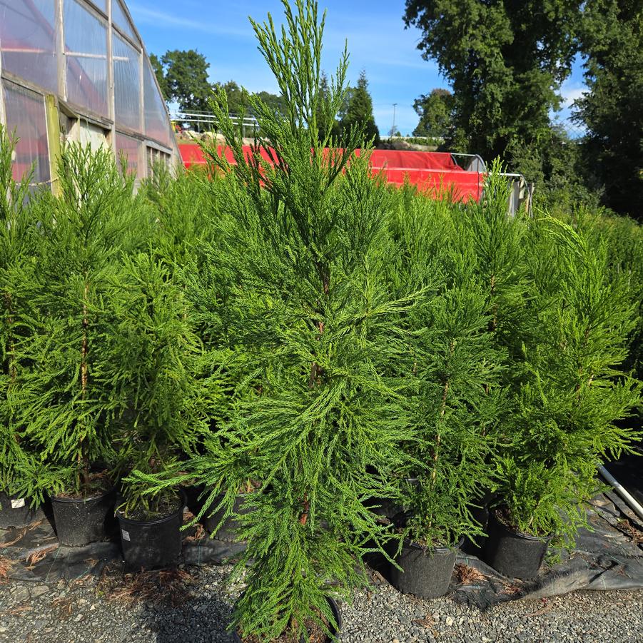 Cryptomeria japonica 'Radicans'