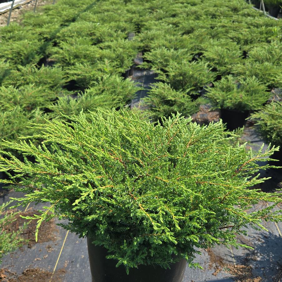 Juniperus communis Alpine Carpet®