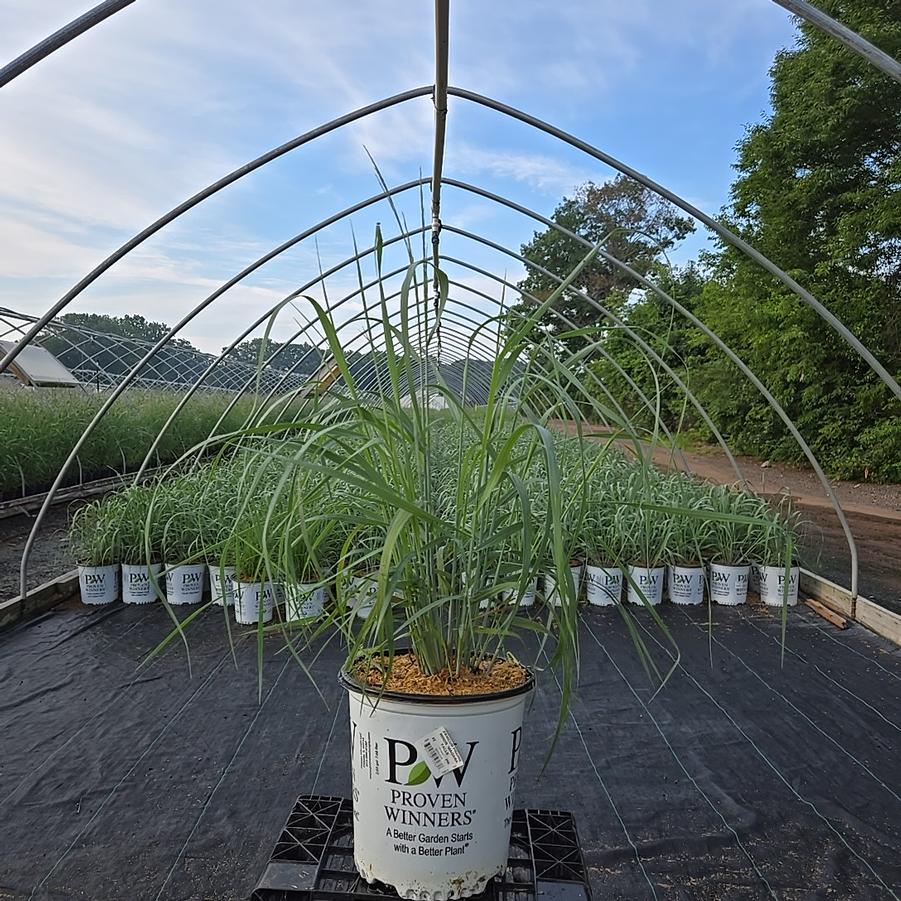 Panicum virgatum Prairie Winds® 'Niagara Falls'