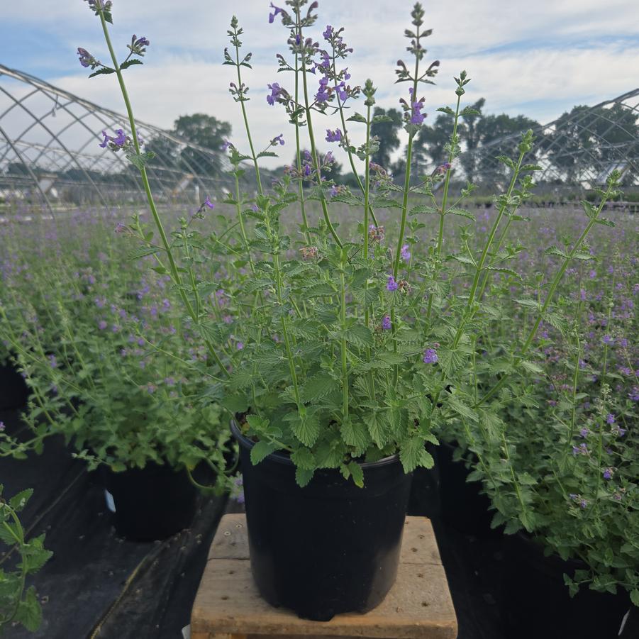 Nepeta x 'Six Hills Giant'