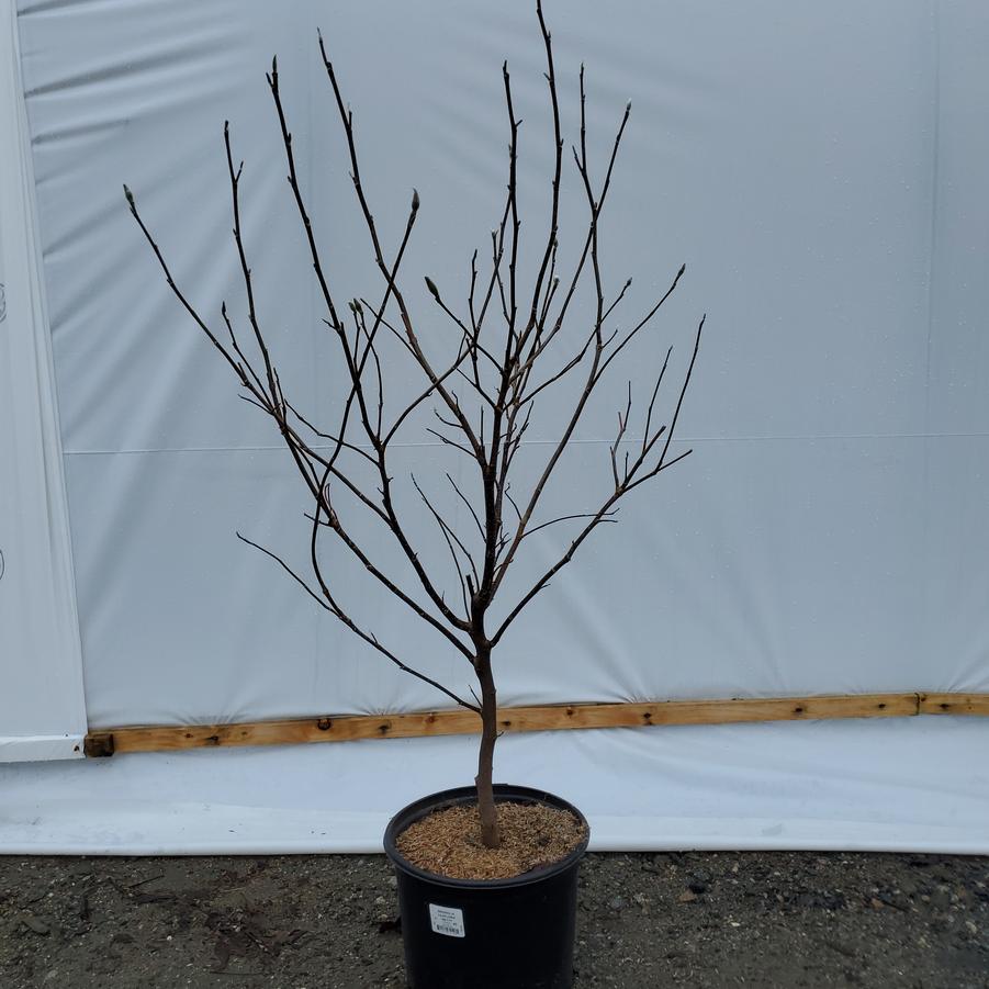 Magnolia liliflora 'Betty'